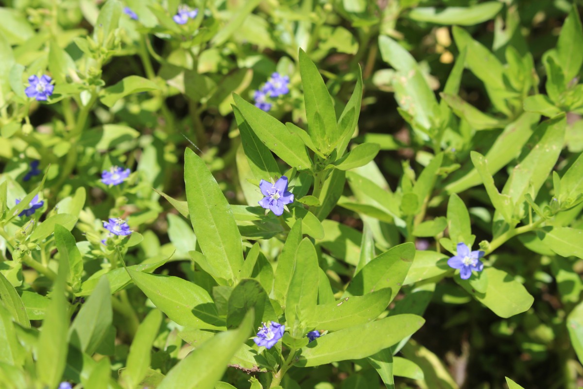 Hydrolea zeylanica (L.) Vahl